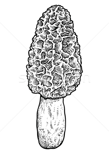 Morel mushroom illustration, drawing, engraving, vector, line Stock photo © JenesesImre