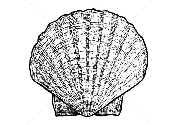 Stockfoto: Shell · illustratie · tekening · inkt