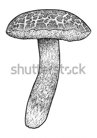 Pilz welche Tinte Natur Zeichnung Gefahr Stock foto © JenesesImre
