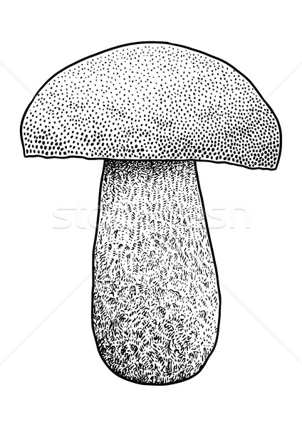 Boletus mushroom  illustration, drawing, engraving, vector, line Stock photo © JenesesImre