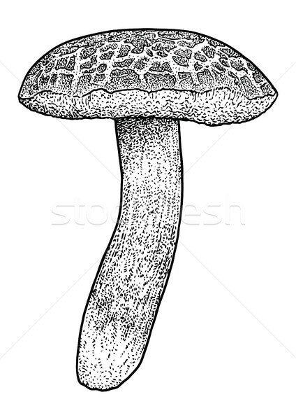 Boletus mushroom  illustration, drawing, engraving, vector, line Stock photo © JenesesImre