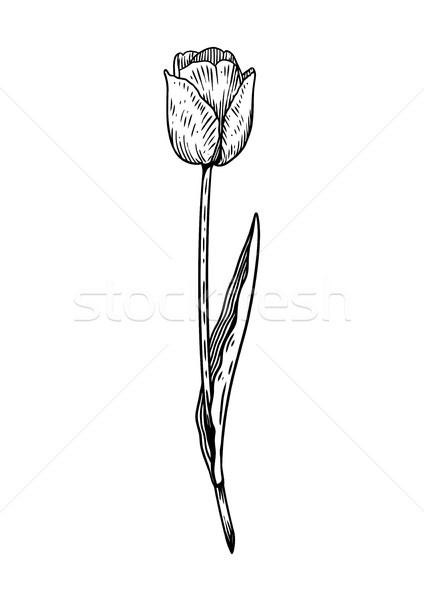 Line Drawing Of Tulip Flower : Tulp · bloem illustratie tekening lijn vector