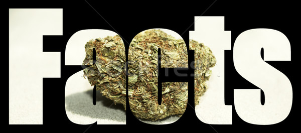 Medical Marijuana  Stock photo © jeremynathan