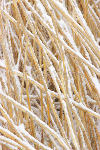 Snowcovered reed texture Stock photo © jet