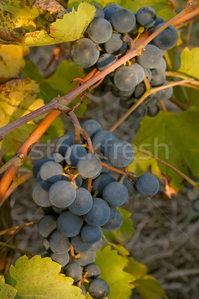 Bunch of black ripe wine grapes on the vine Stock photo © jet