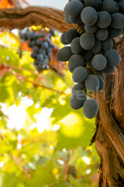 Bunch of black ripe wine grapes on the vine Stock photo © jet