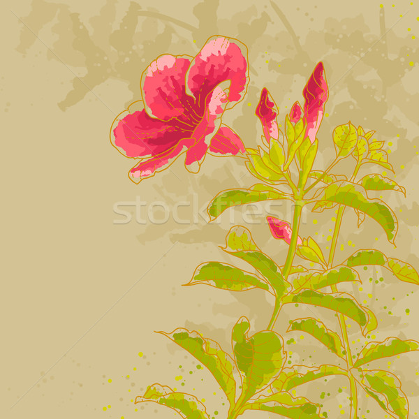 Allamanda flower on toned background Stock photo © jet