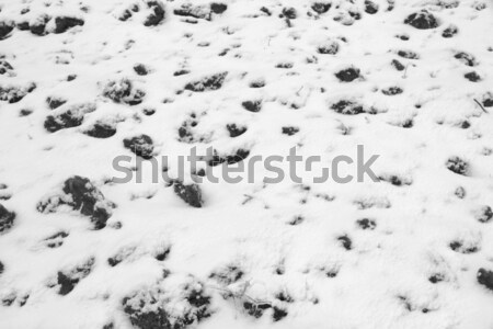 Land under snow Stock photo © jet