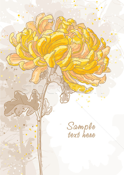 Romantischen Vektor Chrysantheme abstrakten Blume Blatt Stock foto © jet