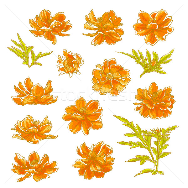 Collection of cosmos flowers Stock photo © jet