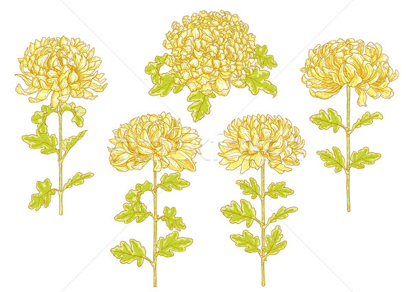 Ingesteld chrysant bloem geïsoleerd witte voorjaar Stockfoto © jet