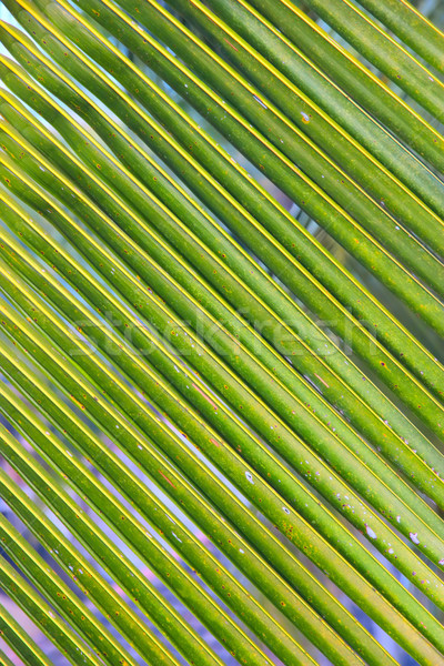 ヤシの葉 テクスチャ 緑 自然 葉 ストックフォト © jet