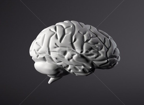 Brain Stock photo © jezper