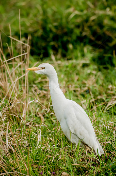 Vee voedsel weelderig gras natuur vogel Stockfoto © JFJacobsz