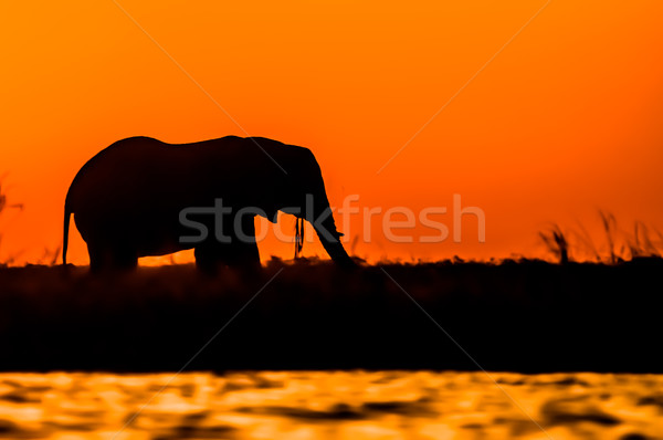 Silhouette of an Elephant during Sunset Stock photo © JFJacobsz