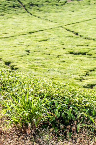 Arbusto ver chá plantação Tanzânia Foto stock © JFJacobsz