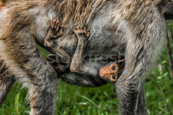 Stock photo: Baby Baboon Riding Below Mother