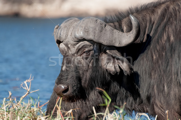 Buffalo at Chobe River Stock photo © JFJacobsz