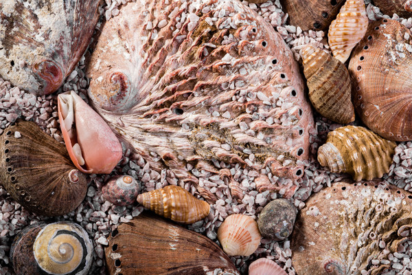 Abalone shells and other shells in coarse seasand Stock photo © JFJacobsz