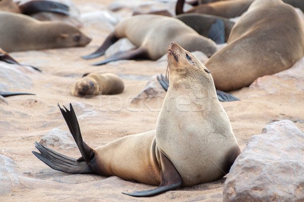 Cape Fur Seal Stock photo © JFJacobsz