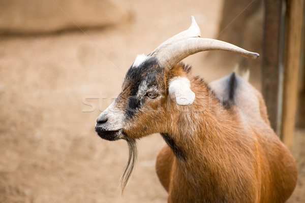 Сток-фото: коза · портрет · коричневый · продовольствие · фермы · сыра
