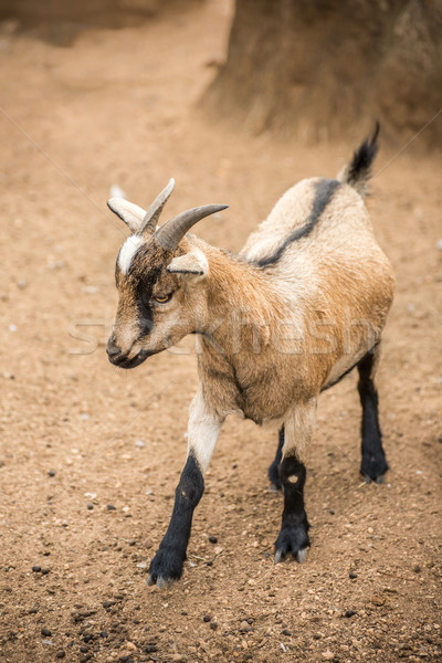 Pygmy Goat Stock photo © JFJacobsz