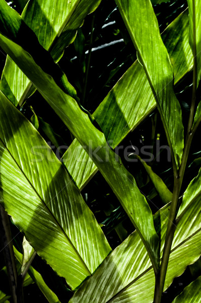 Stock photo: Leaves in LIght