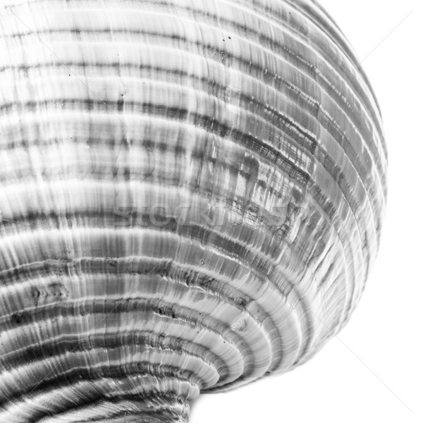 аннотация мнение фото морем оболочки Сток-фото © JFJacobsz