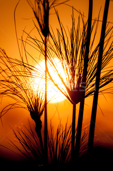 Sylwetka papirus widoku duży słońce Zdjęcia stock © JFJacobsz