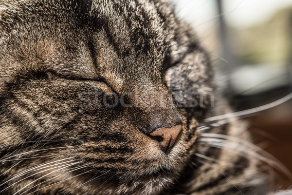 Cat with closed eyes Stock photo © JFJacobsz