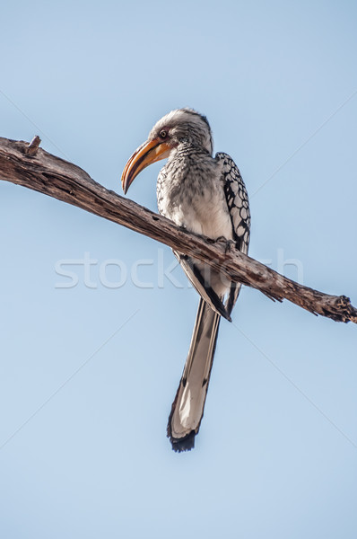 Hornbill perched on a branch high above. Stock photo © JFJacobsz