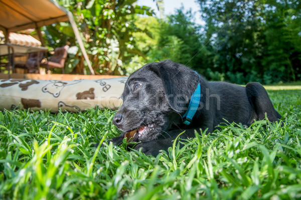 拉布拉多 小狗 咀嚼 播放 草坪 商業照片 © JFJacobsz