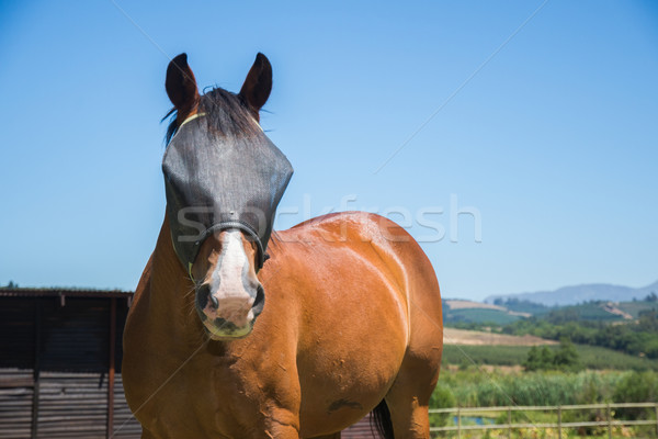 Stock photo: Horse with Fly Screen