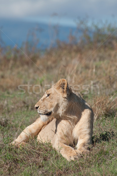 Lioness Lying and Watching Stock photo © JFJacobsz