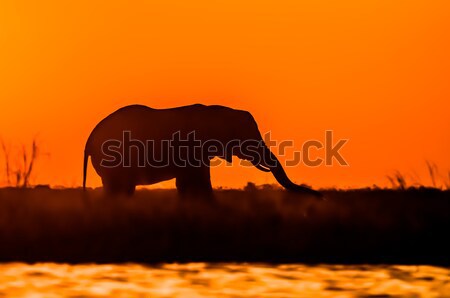 Stock fotó: Elefánt · naplemente · sziluett · etetés · sziget · étel