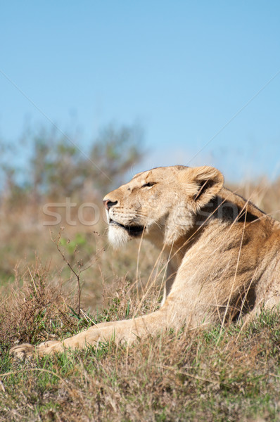 Lioness Relaxing Stock photo © JFJacobsz