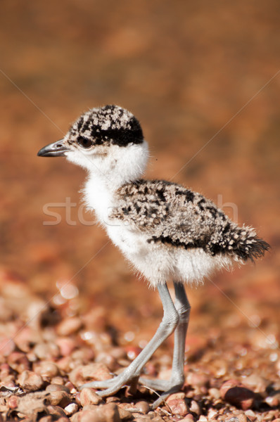 Lapwing chick walking by the water's edge. Stock photo © JFJacobsz
