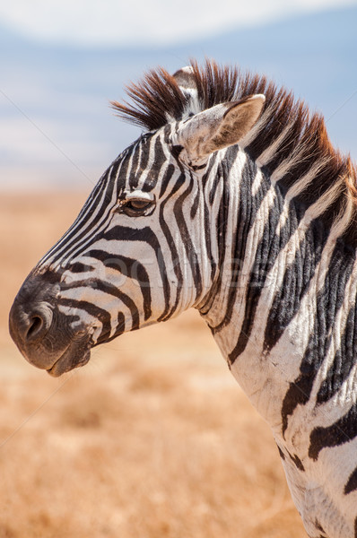 Zebra portre krater Tanzanya Afrika doğa Stok fotoğraf © JFJacobsz