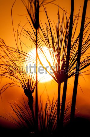 The silhouette of papyrus at sunset Stock photo © JFJacobsz