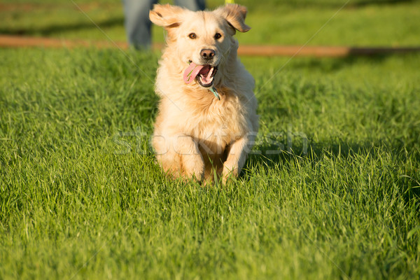 Stockfoto: Golden · retriever · af · vrouwelijke · hond · kort · groen · gras