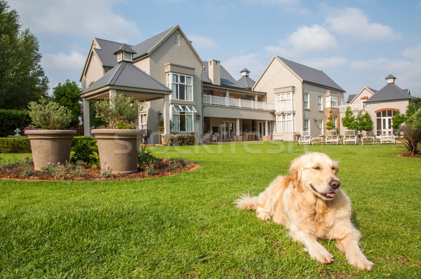 Golden Retriever Relaxing Stock photo © JFJacobsz