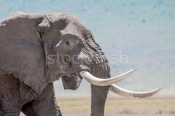 Elephant Bull with Tusks Stock photo © JFJacobsz