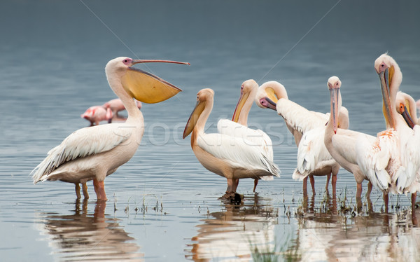 Barulhento juntos raso lago aves branco Foto stock © JFJacobsz