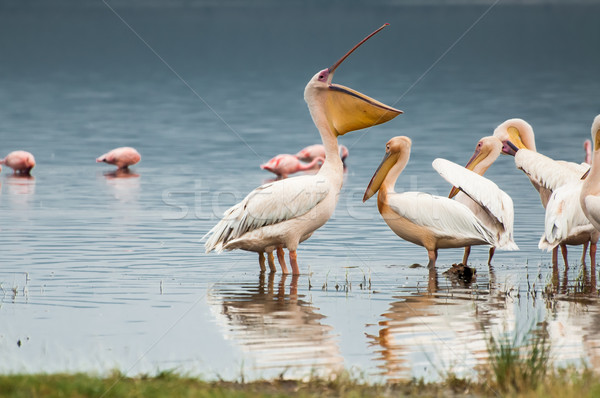 Stock fotó: Nyitva · számla · együtt · sekély · tó · madarak