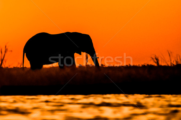 Elephant Bull Silhouette on Sidudu Island. Stock photo © JFJacobsz