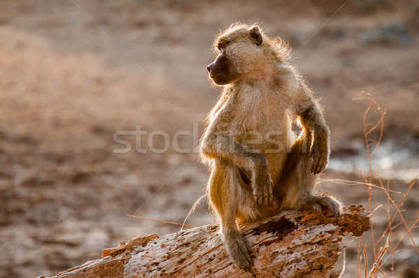 Lookout Baboon Stock photo © JFJacobsz