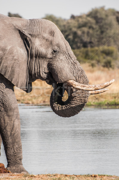 Elefánt folyó italok víz bent park Stock fotó © JFJacobsz