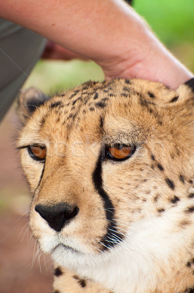 Touching the head of a Chitah Stock photo © JFJacobsz