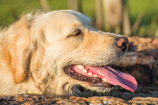 Zmęczony golden retriever wody otwarte usta Zdjęcia stock © JFJacobsz