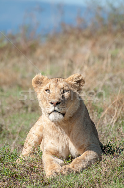 Lioness lying down while looking straight ahead at camera Stock photo © JFJacobsz